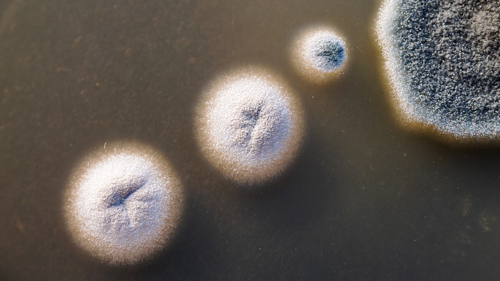 Health Effects Caused by Mold